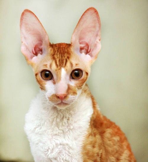 кот с большими ушами