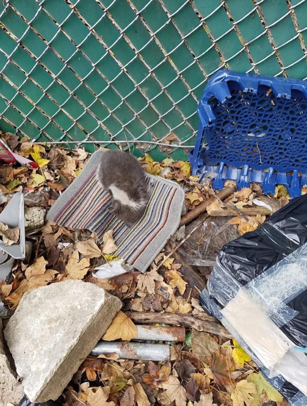 котенок среди мусора