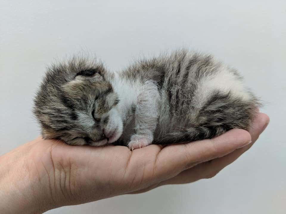 kitten in the palm of your hand figure 2