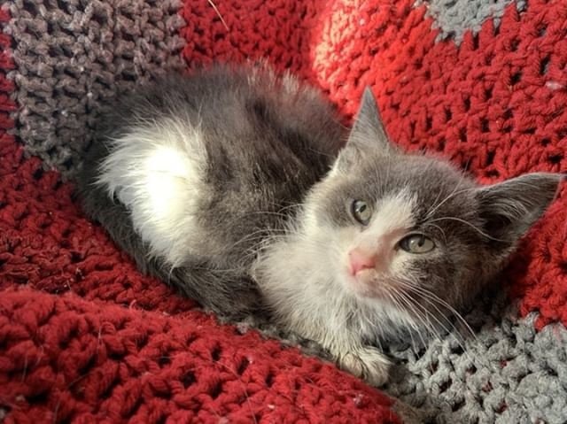 котенок на одеяле