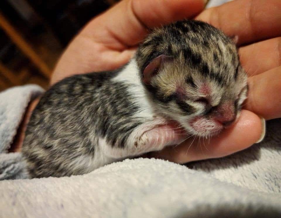 kitten in the palm of your hand