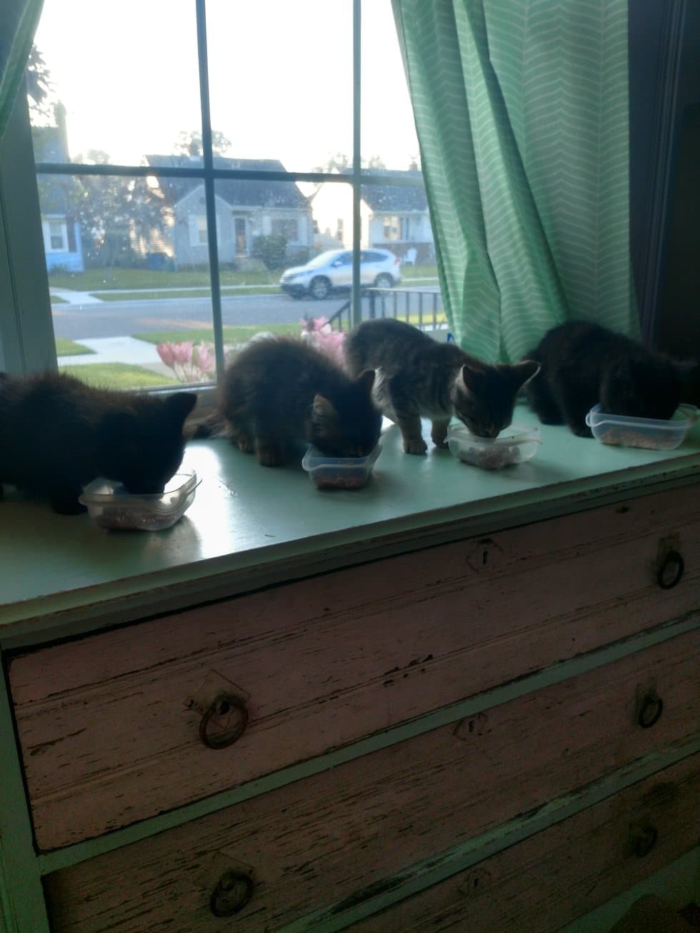 четыре котенка кушают
