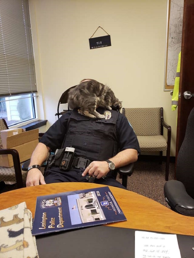 Кошка и офицер