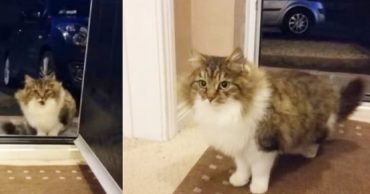 Cat in front of the door