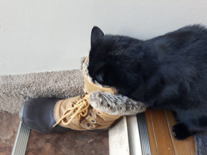 кот нюхает обувь