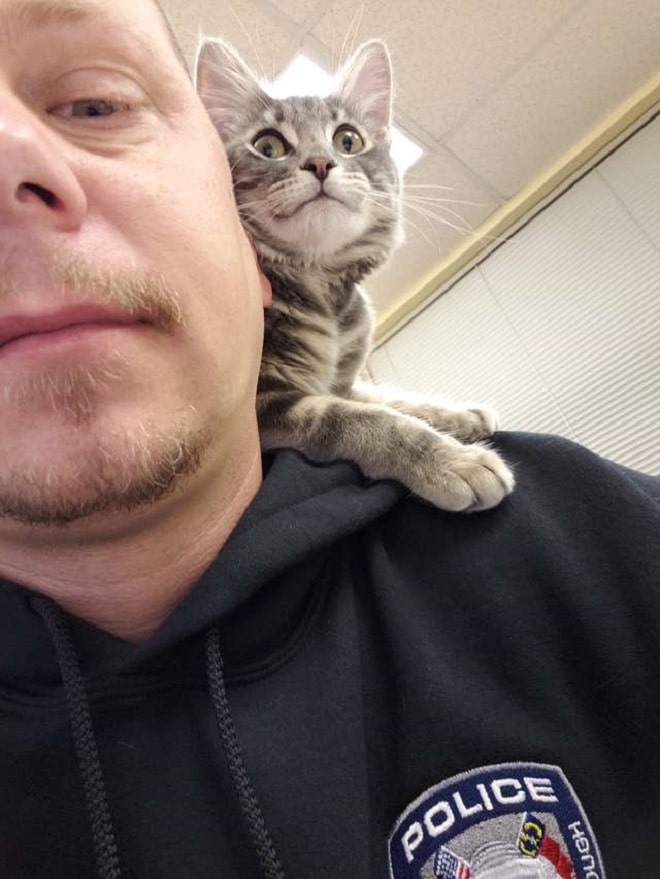 Котенок на плече