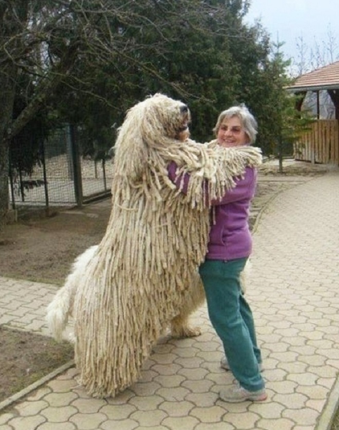 Женщина с собакой