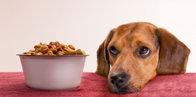 Собака и еда
