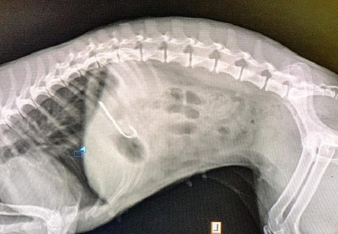 Рентген собаки
