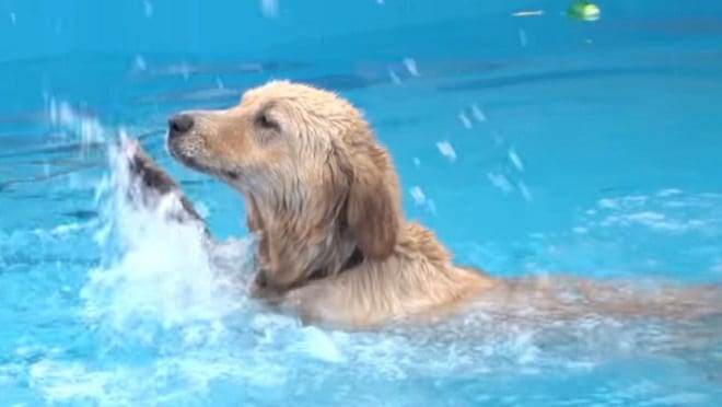 Собака плавает