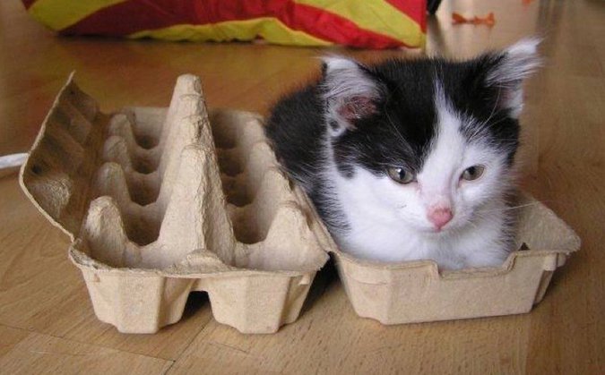 кот в лотке из-под яиц