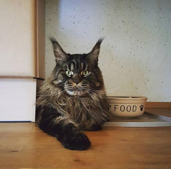 кот мейн-кун на кухне