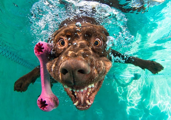 Пес под водой