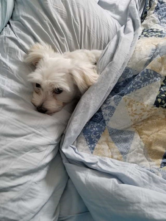 Собака в кровати
