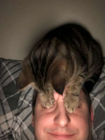 кошка на голове у хозяина рис 2