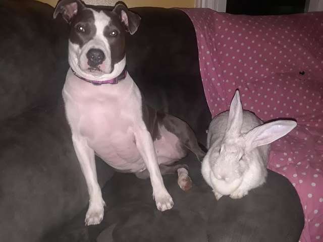 собака и кролик на диване