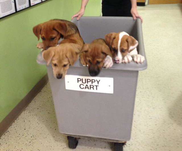 щенки в контейнере