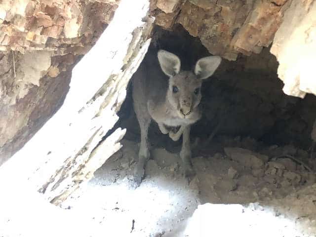 кенгуру застрял в шахте