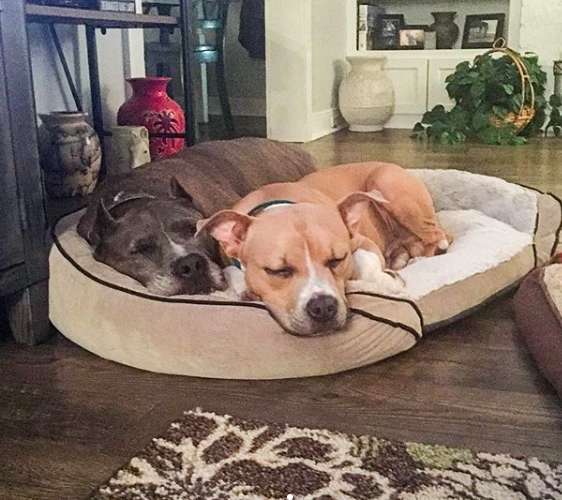 две собаки спят рядом