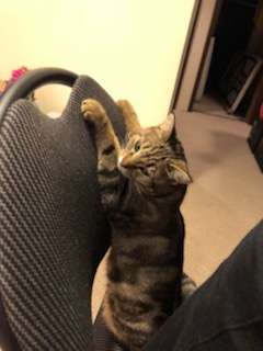 кошка стоит на стуле рис 2