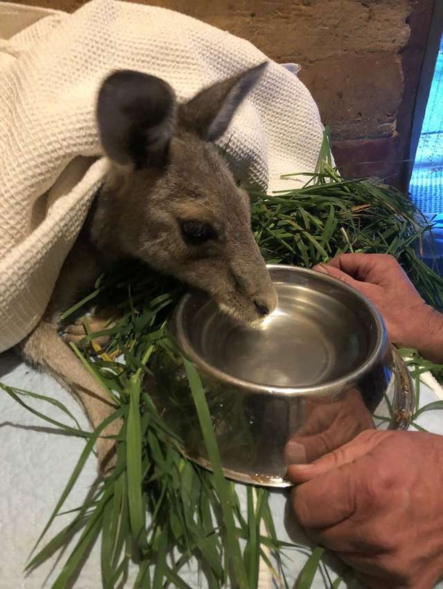 кенгуру пьет воду