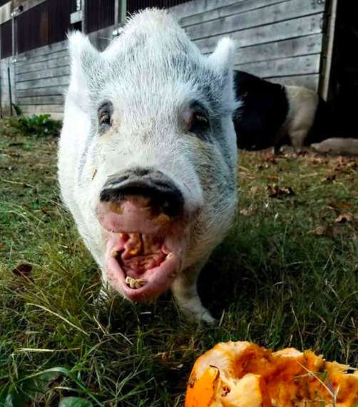 свинья ест тыкву