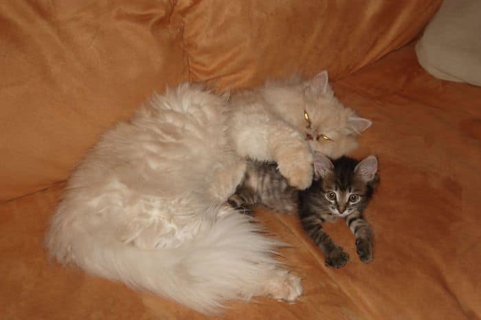 кошка и котенок на диване