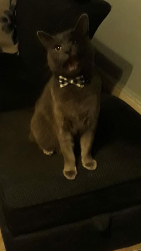 серый кот с бабочкой на шее