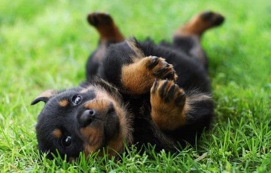 щенок в траве