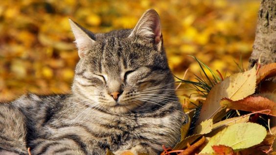 кот в осенних листьях