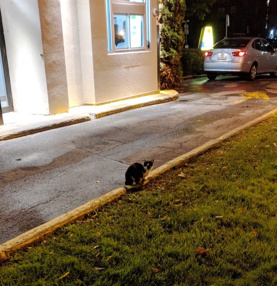 кошка на улице