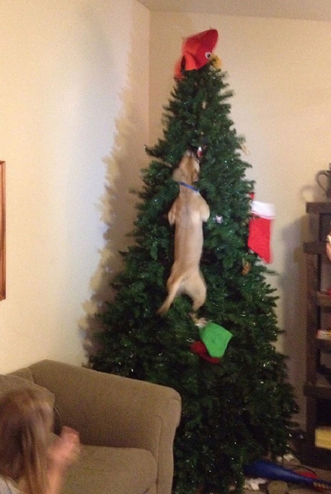 Собака висит на дереве