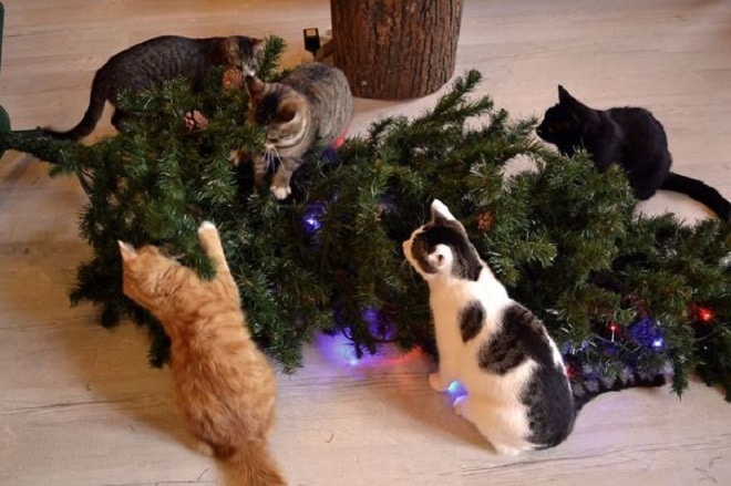 Коты возле елки