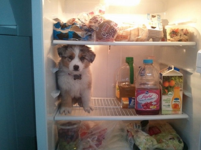 Собачка в холодильнике