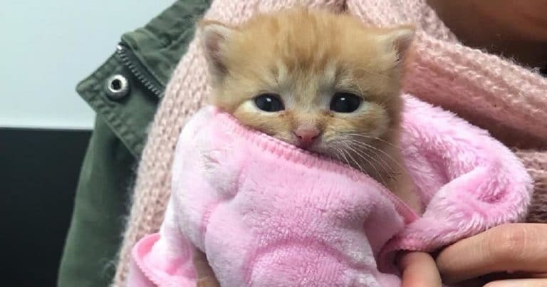 Kitten in pink