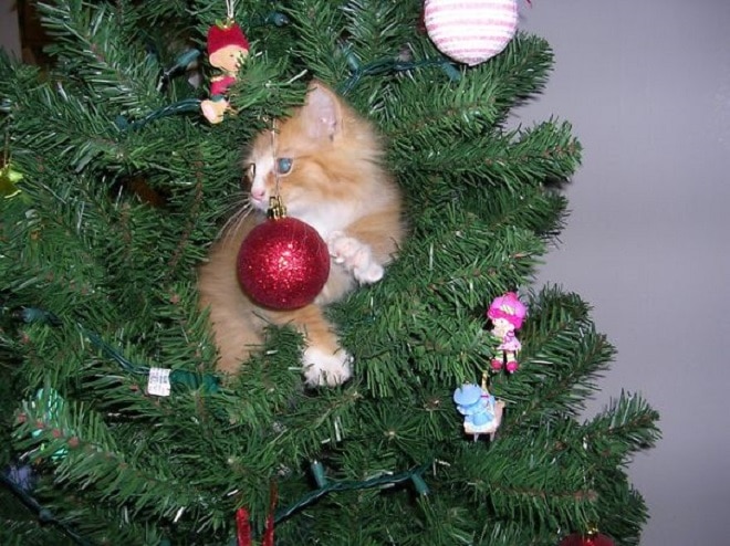 Котенок на елке