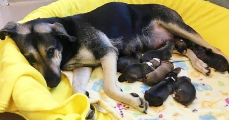 Mama and puppies