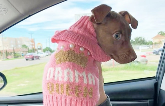 Собачка в свитере