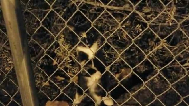 Котенок за забором