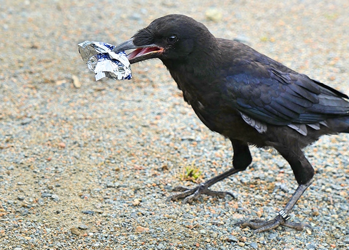 ворона убирает мусор