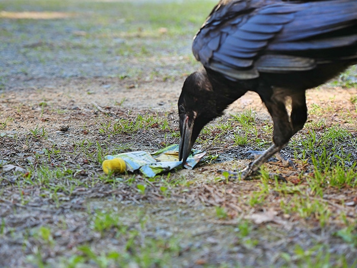 ворона убирает мусор рис 2