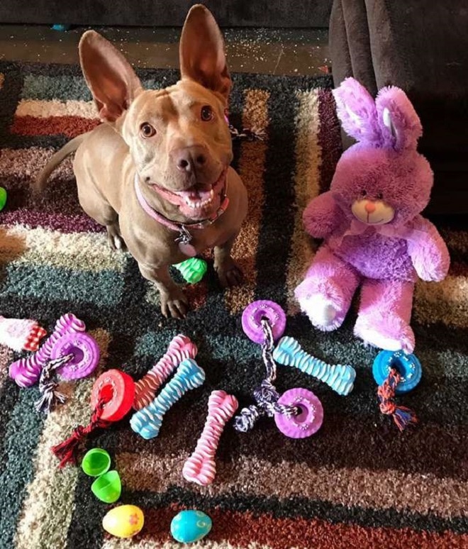 Собака с игрушками
