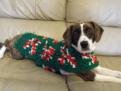 собака в новогоднем свитере
