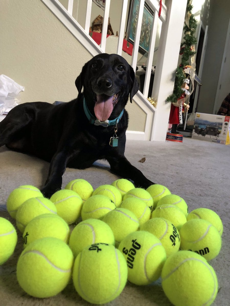 собака с теннисными мячами