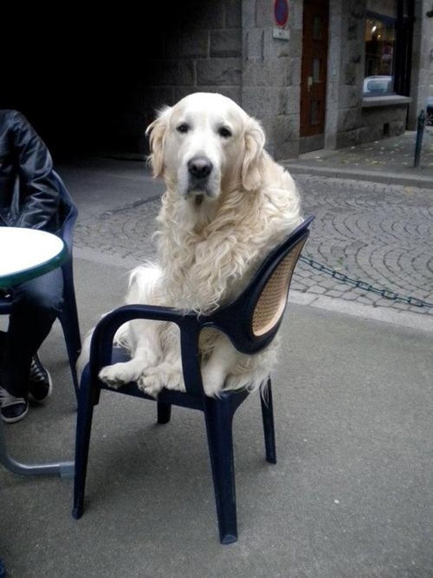 собака на стуле