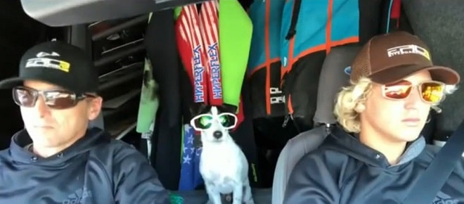 Пес в машине