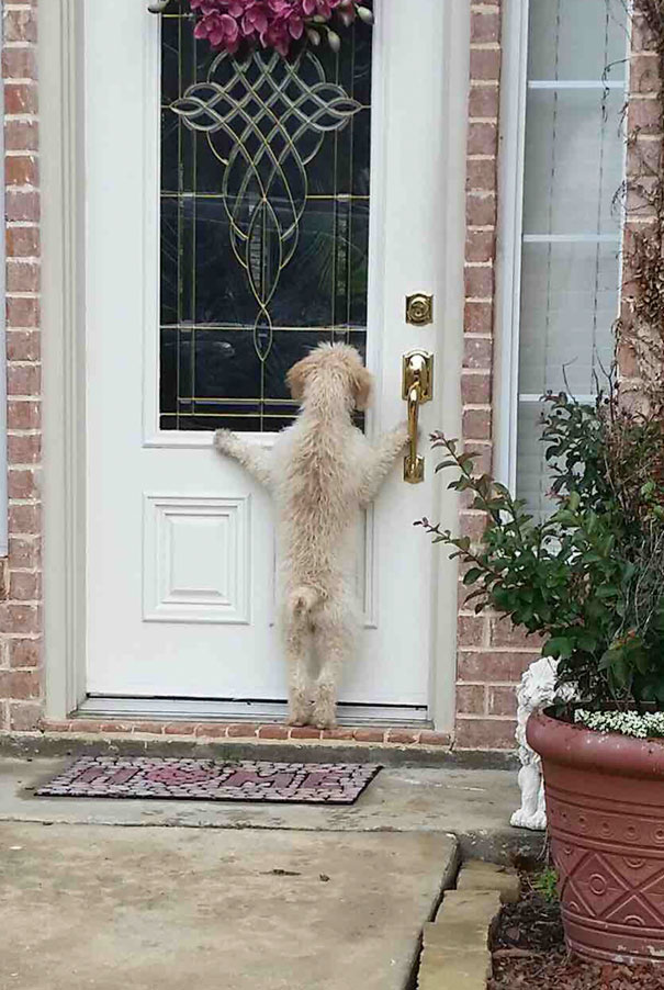 собака у дверей
