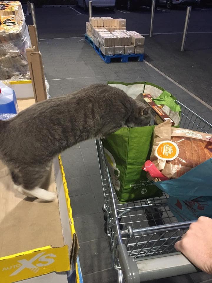 Кот заглядывает в корзину с продуктами