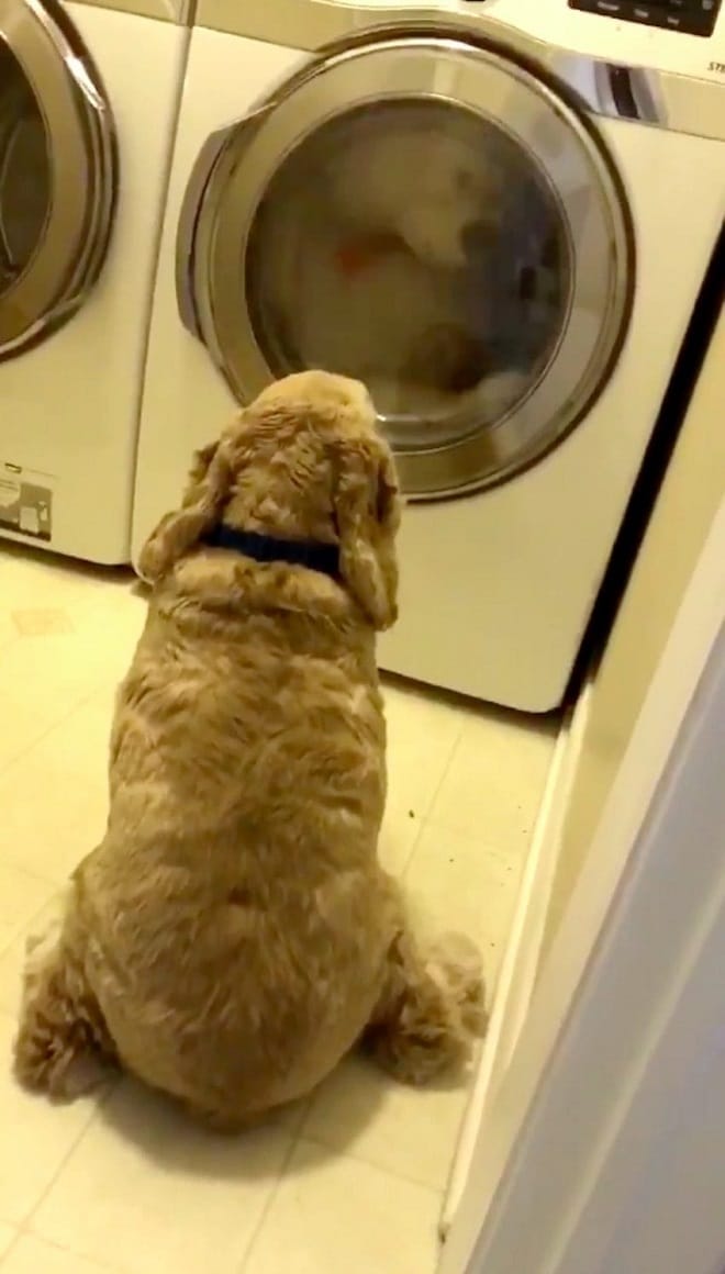 Собака возле стиральной машины