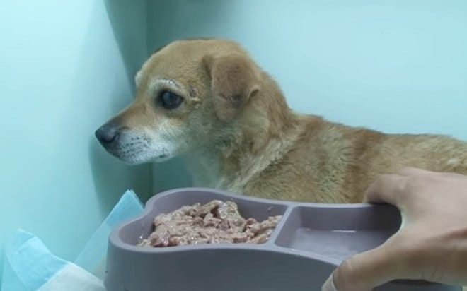 Собака и еда